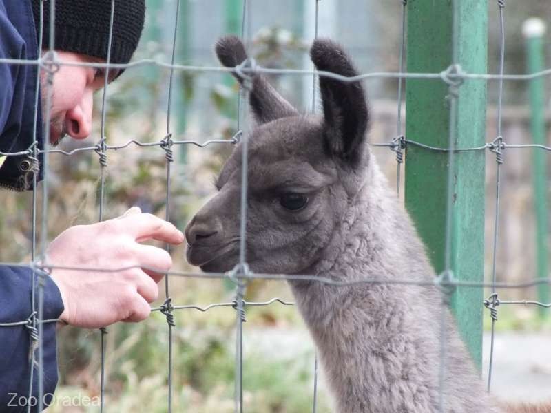 Grădina Zoologică din Oradea are încă un pui de lamă