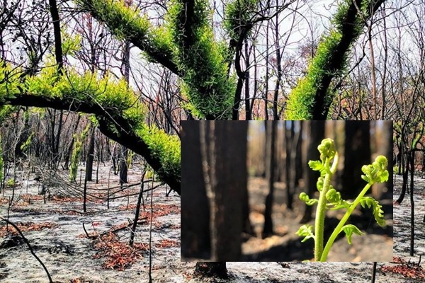 Viața renaște din cenușă în zonele arse recent în Australia