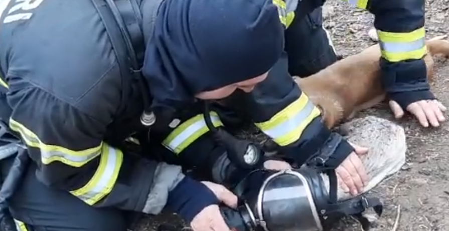 ”Doar ei îmi știu supărările”. Reacția unei femei de 69 de ani după ce pompierii i-au salvat prietenii patrupezi din flăcări