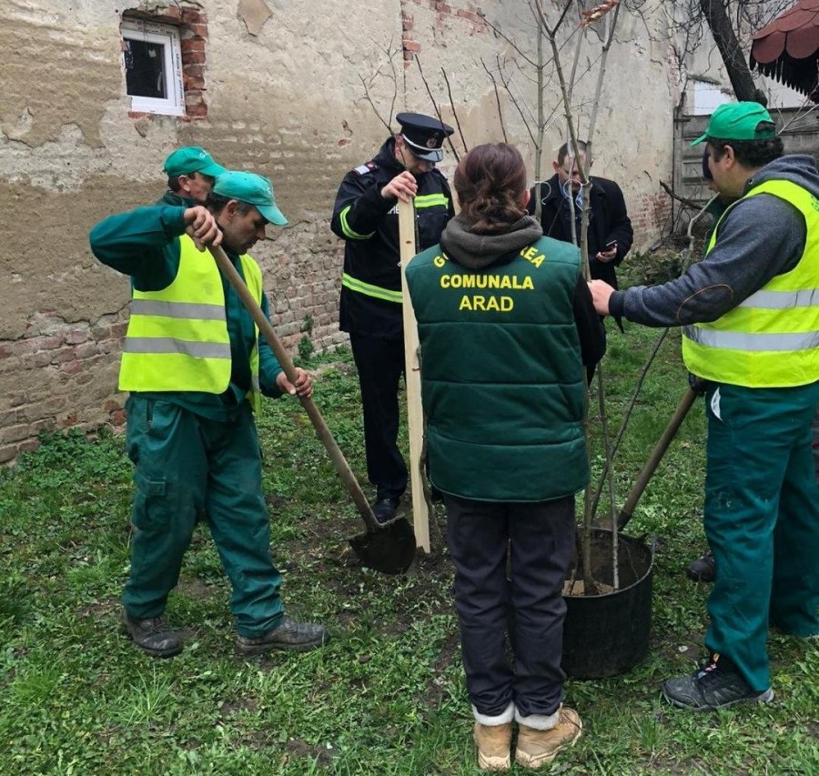 GCA și ISU au început să facă plantări în mai multe zone din județ