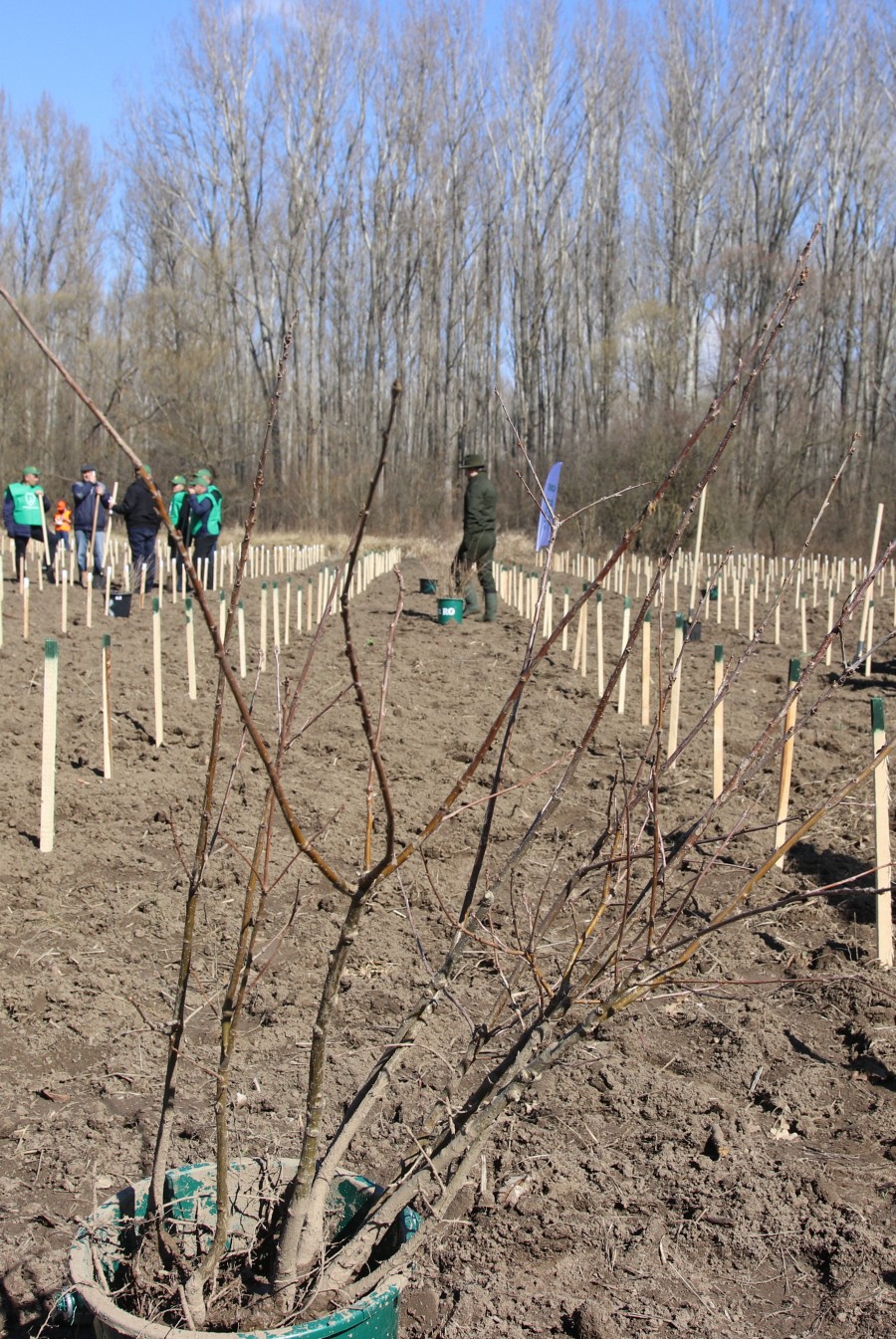 Romsilva va planta circa 19 milioane de puieți forestieri în campania de împăduriri de primăvară