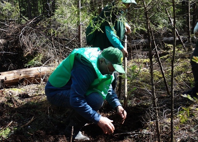 Aproape 16 milioane de puieţi forestieri au fost plantaţi în România, pe durata Stării de urgenţă