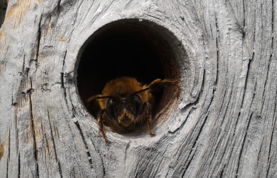 Zumzet de albine, la colț de pandemie