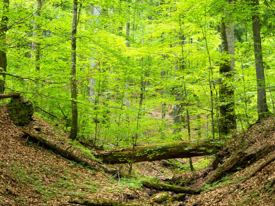 Suprafaţa pădurilor virgine din România creşte cu 40.000 de hectare