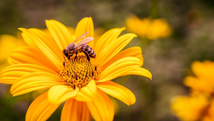 Populaţiile de albine şi polenizatori sălbatici s-au restrâns drastic, ca o consecinţă a activităţii umane iraţionale