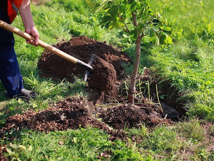 Peste 600.000 de puieţi, plantaţi în trei ani prin programul de reîmpădurire ”Pădurea de Mâine”