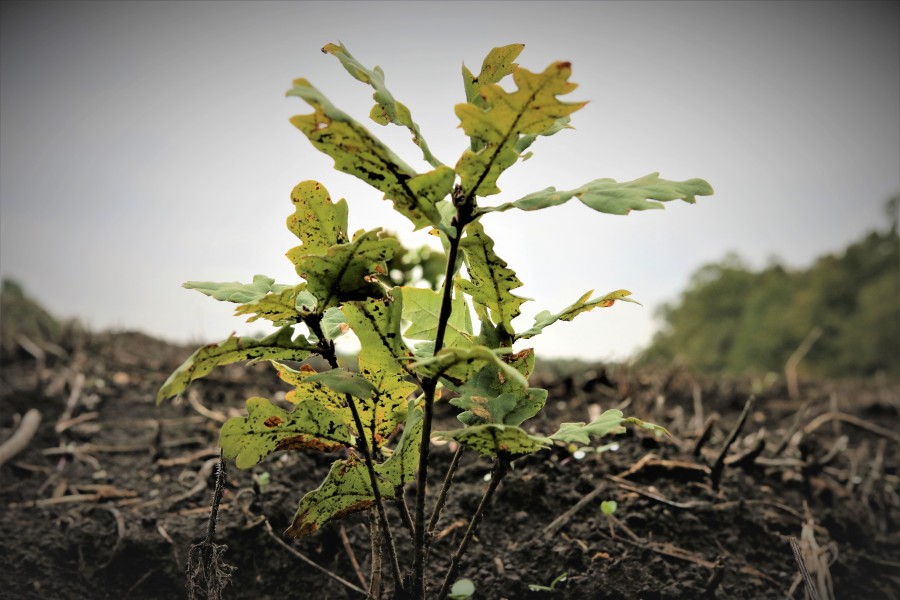 Peste 27 de milioane de puieți forestieri plantați de Romsilva în campania de împăduriri de primăvară