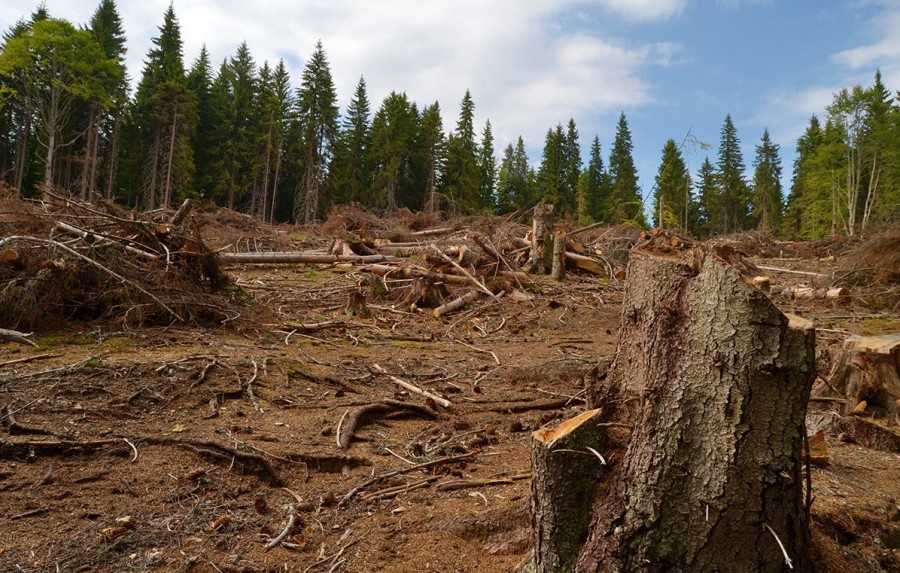 Tăierile la ras din pădurile României ar putea fi interzise pe un milion de hectare