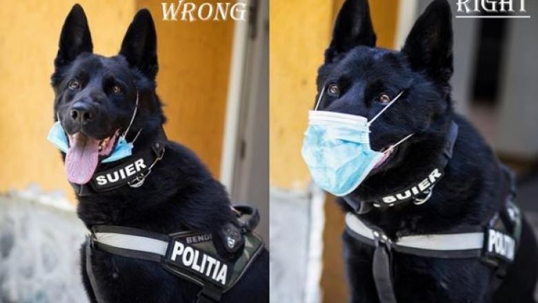 Șuier, câinele polițist, ne arată cum să purtăm corect masca de protecție. Dacă nici de el nu ascultăm…