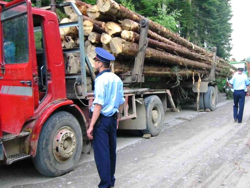 Noul Cod Silvic, aprobat în Parlament. Furtul de arbori devine faptă penală, iar camioanele sau tirurile cu care sunt transportaţi vor putea fi confiscate