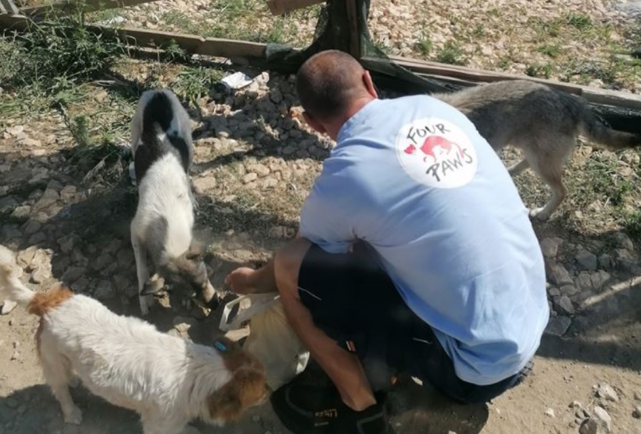 Doi medici veterinari din România au plecat să salveze animalele rănite în explozia din Beirut
