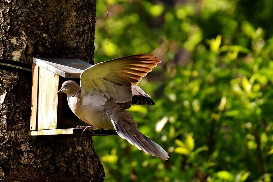Vânătoare oprită la 36 de specii de păsări sălbatice în sezonul 2020-2021