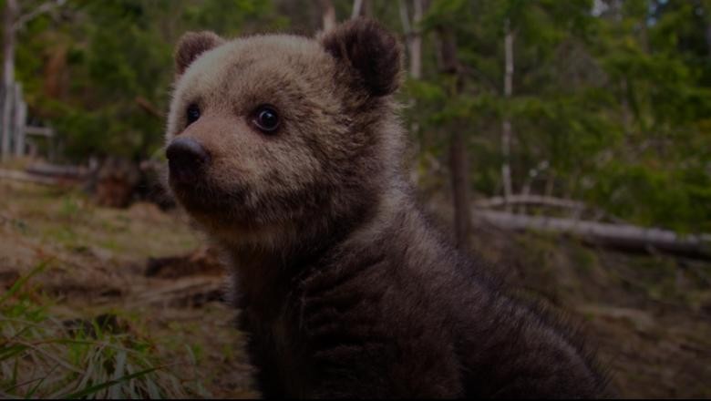 Urşii orfani din România au propria platformă video pe care pot fi urmăriţi în timp ce mănâncă, se joacă şi se caţără în copaci