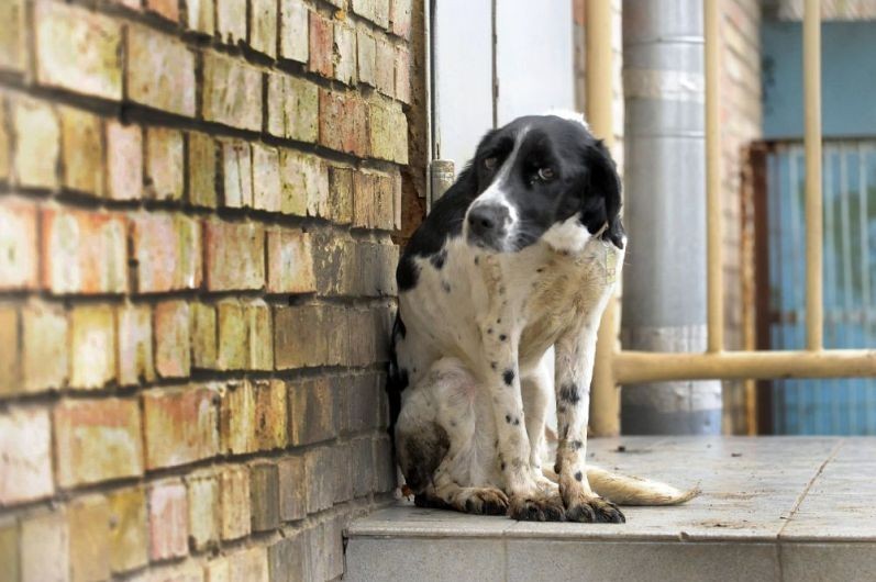 Este oficial! Poliția Animalelor, înființată prin ordonanță de urgență