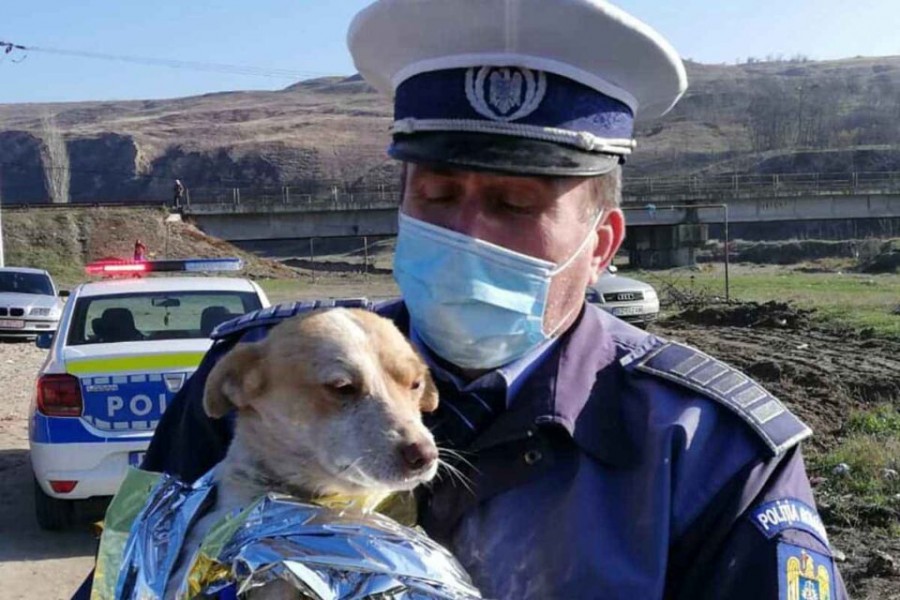 Poliția Protecția Animalelor – MAI scoate la concurs 264 de posturi din sursă externă