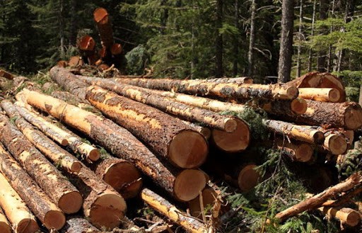 După 5 ani de dezvoltare, implementarea SUMAL 2.0 aduce haos în sectorul forestier