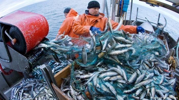 Țărilor UE li se cere interzicerea imediată a plaselor de pescuit și pescuitul excesiv