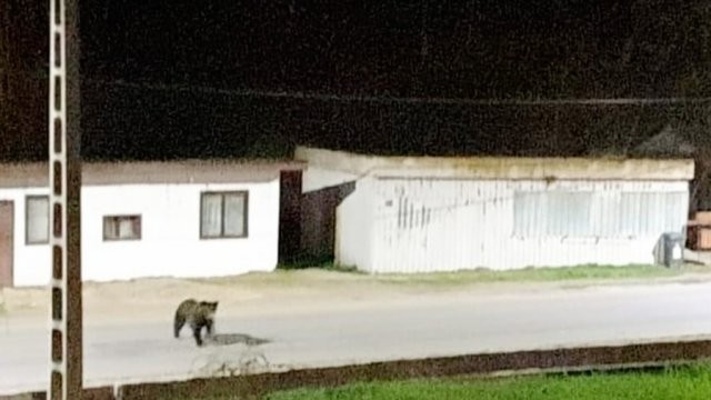 Ursul care se plimba prin Moneasa, surprins în imagini VIDEO