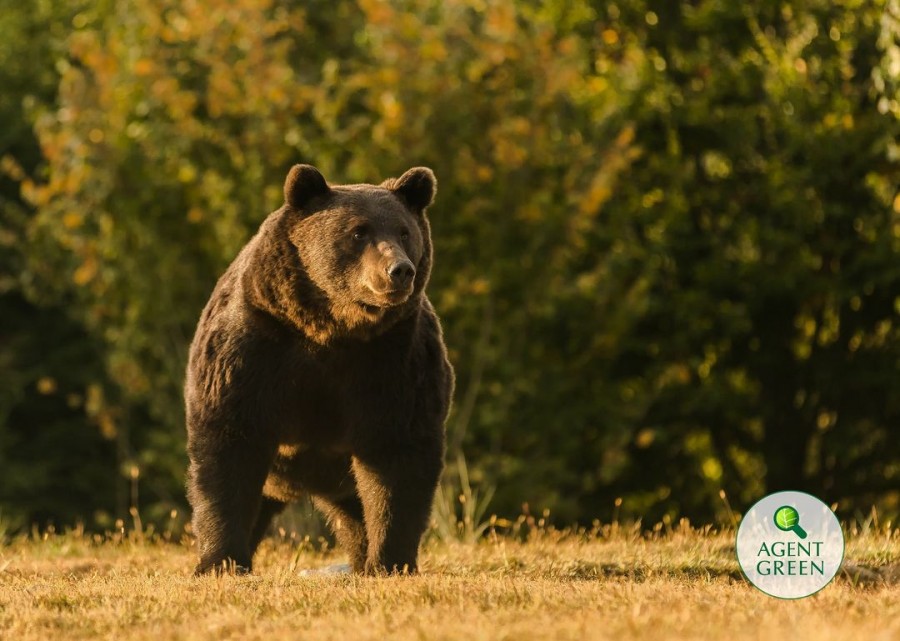 Agent Green: Cel mai mare urs din România, Arthur, a fost ucis de un prinț din Austria. Spune STOP vânătorii de trofee!