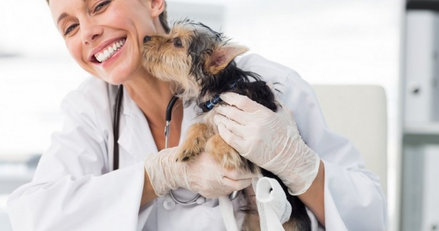 Astăzi este Ziua naţională a Medicului veterinar