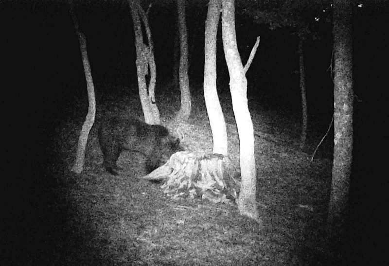 Un urs a apărut în premieră în zona Hăşmaş şi a atacat animale ale localnicilor