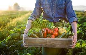 Sprijinul pentru producţia de legume a fost aprobat:2.000 de euro/1.000 mp pentru culturile de ardei, castraveţi, tomate şi vinete