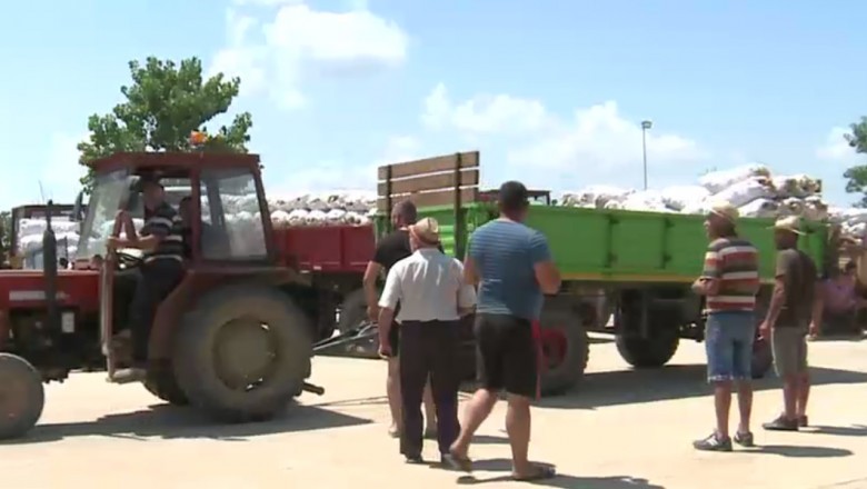 Fermierii români aruncă pe câmp tone de legume, nemulțumiți de prețurile prea mici din piață