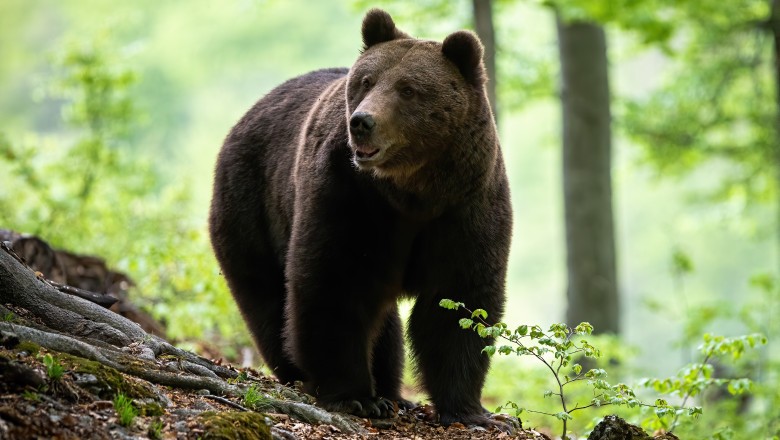 Ordonanța de urgență care va permite împușcarea urșilor agresivi intră luni în procedura de avizare interministerială