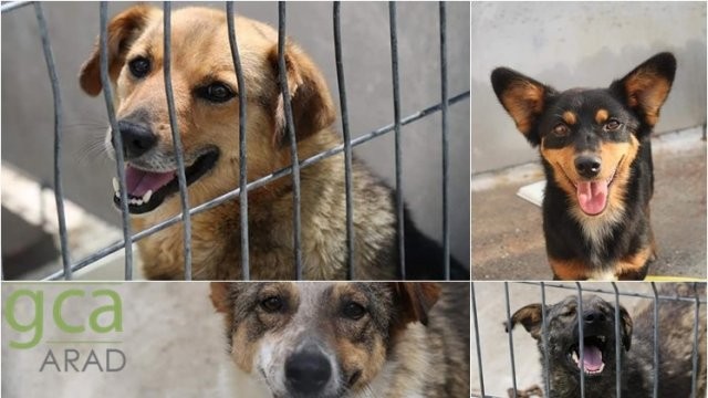 „Adoptă, nu cumpăra!” - o nouă acţiune de adopţie organizată de GCA