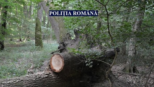 Bărbat din Ineu, prins în trafic cu lemne furate și beat criță