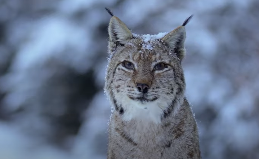 Cel mai spectaculos documentar dedicat naturii din țara noastră va fi distribuit din toamnă în cinematografele din întreaga țară