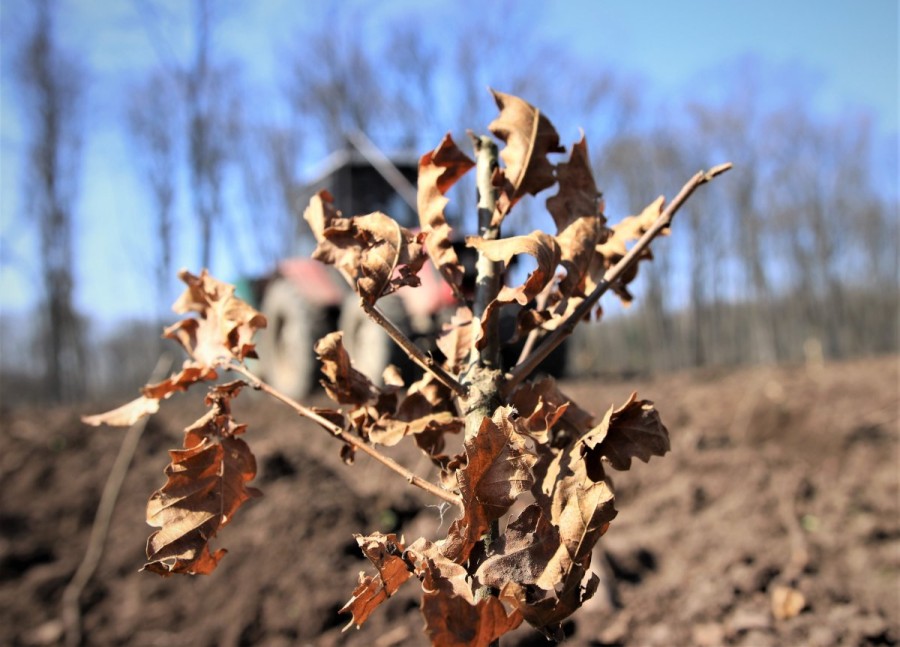 Romsilva plantează circa 3,5 milioane de puieți forestieri în campania de împăduriri de toamnă