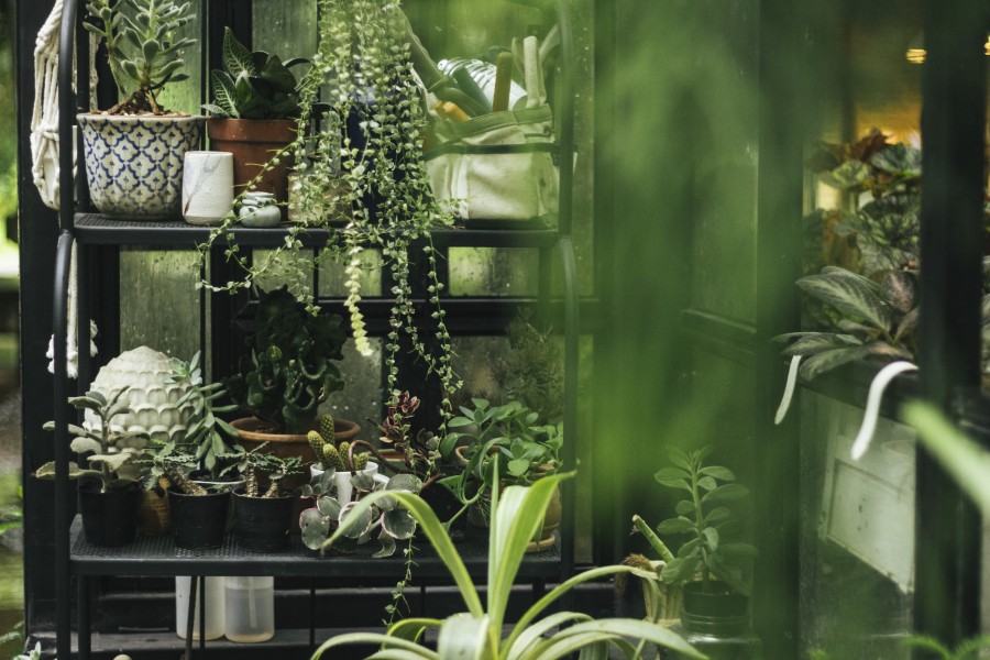 Transformă-ți locuința  într-un oază verde: 5 idei pentru o grădină verticală în interior