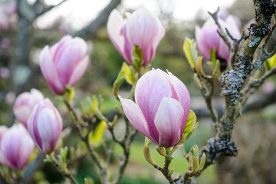 Cum să plantezi și să îngrijești o magnolie: sfaturi și curiozități