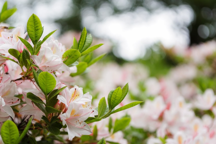 Rhododendron