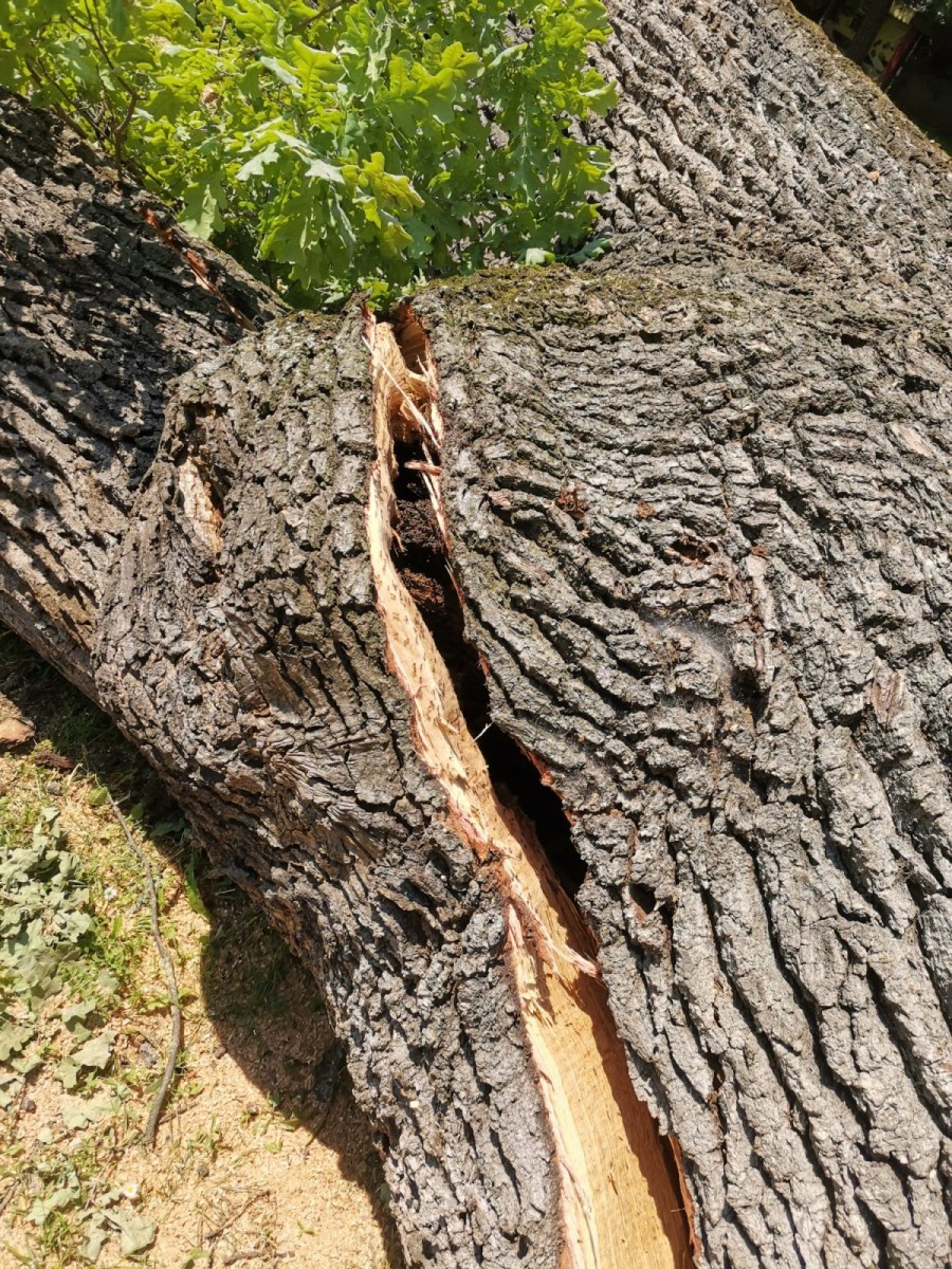 Primăria face precizări cu privire la stejarul din Parcul Eminescu care a fost tăiat (FOTO)