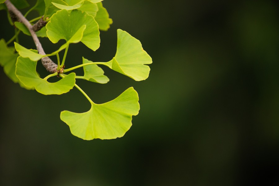 Ginkgo biloba