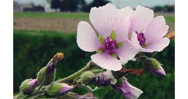 Nalbei Mara: Beneficiile unei Plante Remarcabile