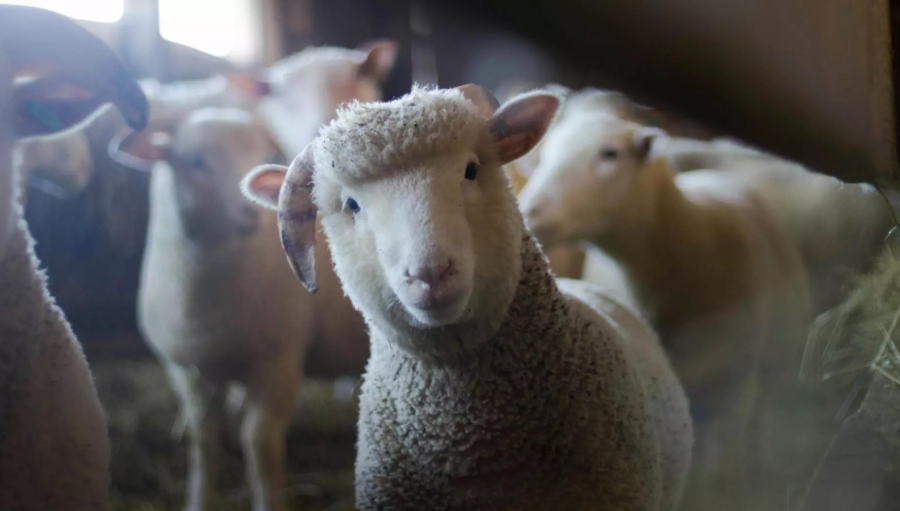 Caz șocant în Germania. Un român sacrifica oi într-un apartament închiriat. Animalele au fost furate dintr-un parc natural