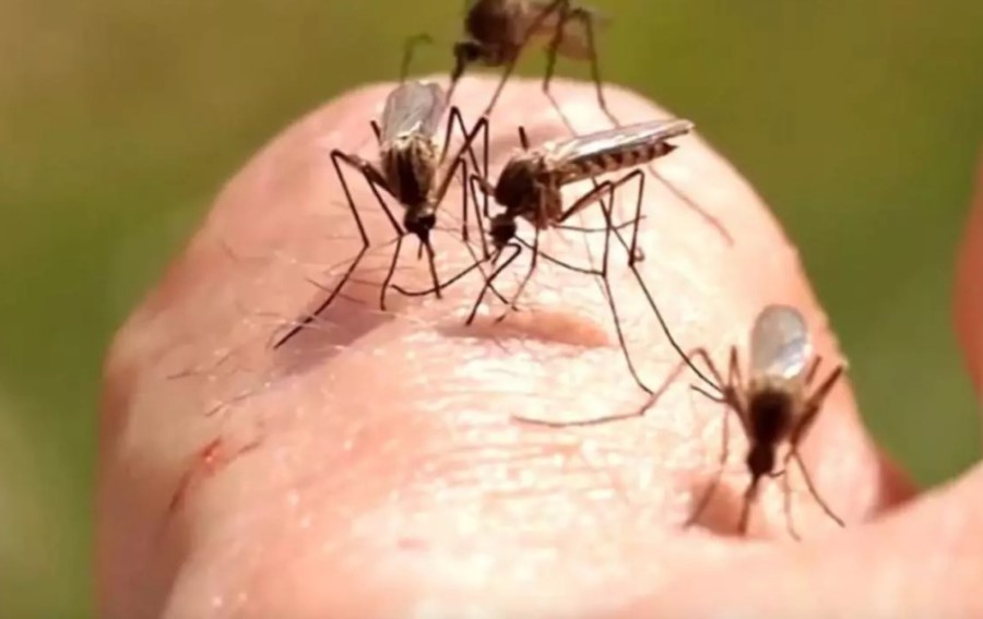 Creștere record în România a infectărilor cu virusul West Nile. Autoritățile avertizează populația și recomandă măsuri