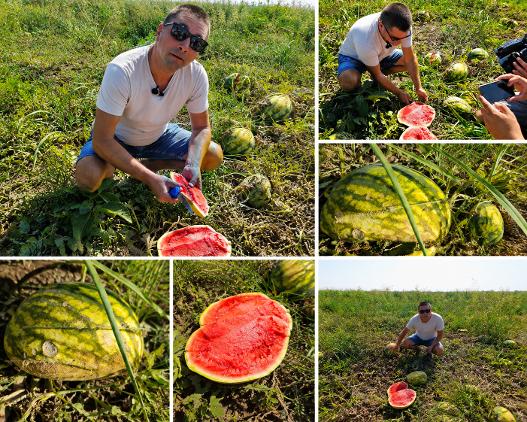 Canicula a distrus culturile de pepeni din Arad. Tone de lubenițe au rămas să putrezească pe câmp, iar fermierii spun că ies în pierdere