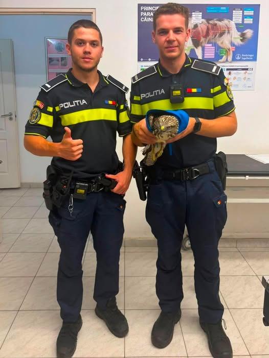 O viață salvată la Arad: un cetățean și doi polițiști au făcut diferența pentru o pasăre rănită