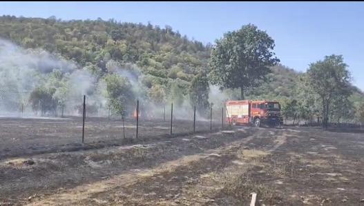 Incendiu puternic de vegetație uscată la Sebiș. Două hectare au fost afectate
