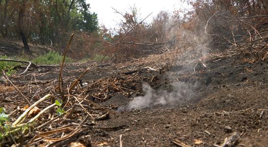 Incendii subterane în pădurea din Lunca Mureșului. 82.000 de puieți au fost afectați.Amoniac găsit în subteran