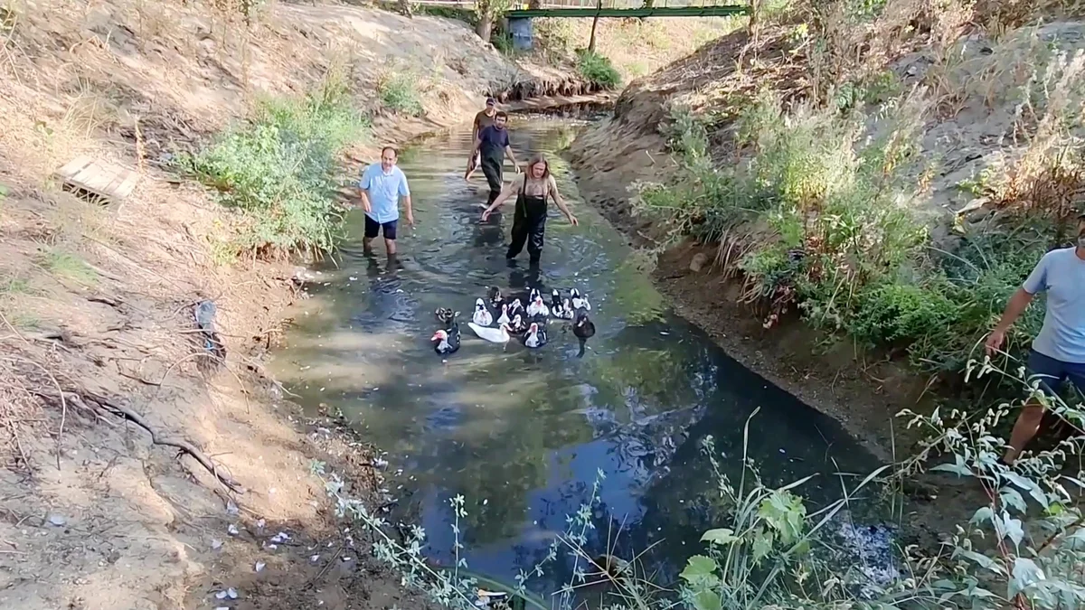 Parcul Lunca Mureșului relochează zeci de rațe de pe Măltăreț